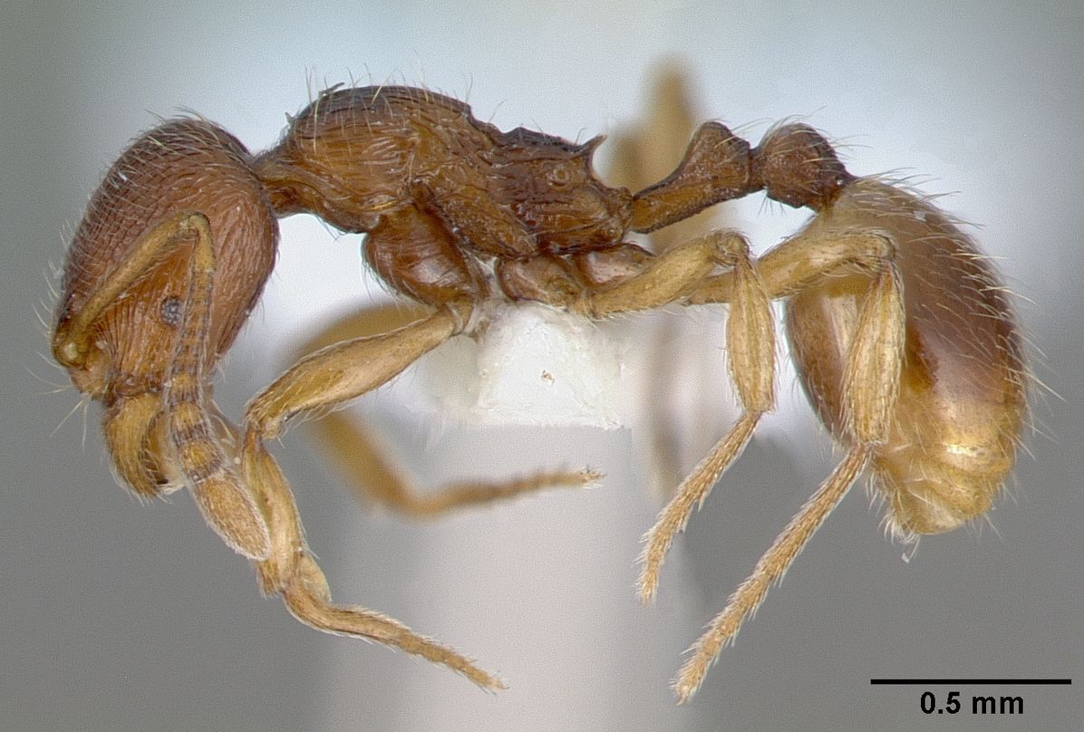 Stenamma striatulum, vista laterale (profilo)