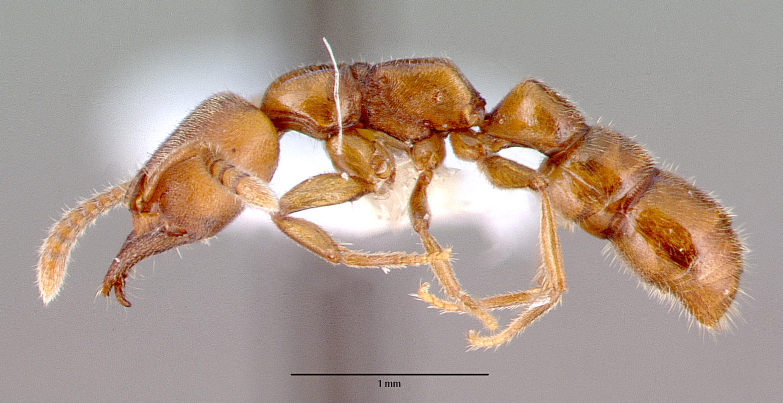 Stigmatomma denticulatum, vista laterale (profilo)