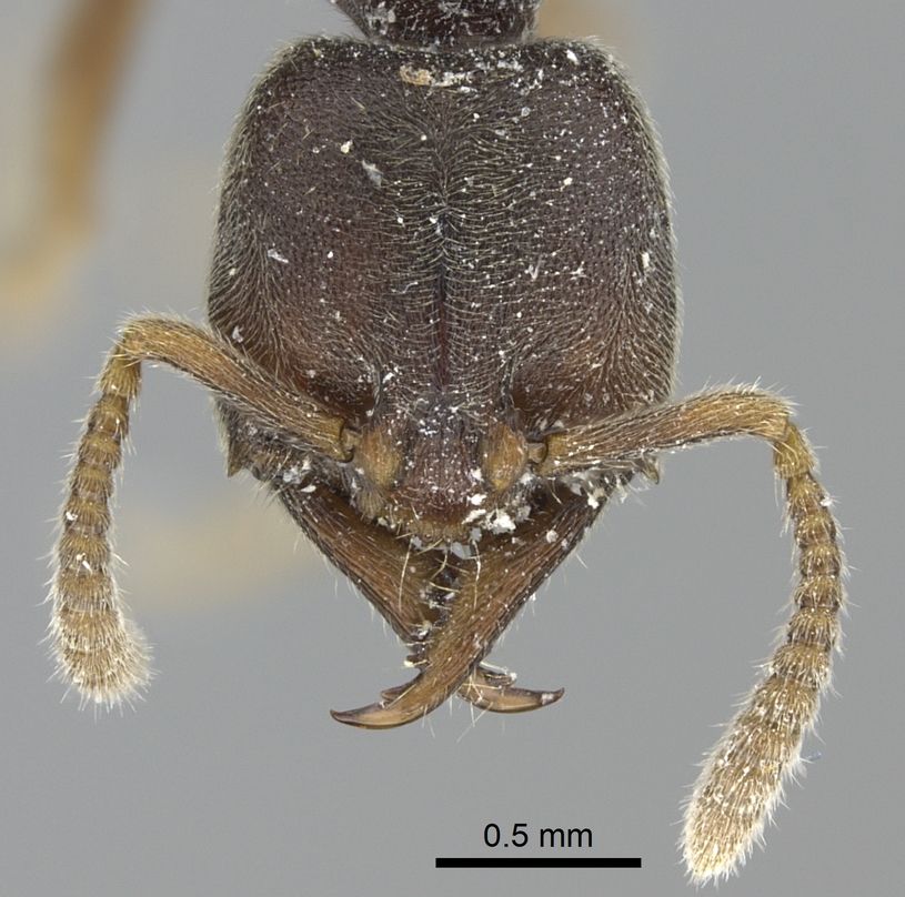 Stigmatomma impressifrons