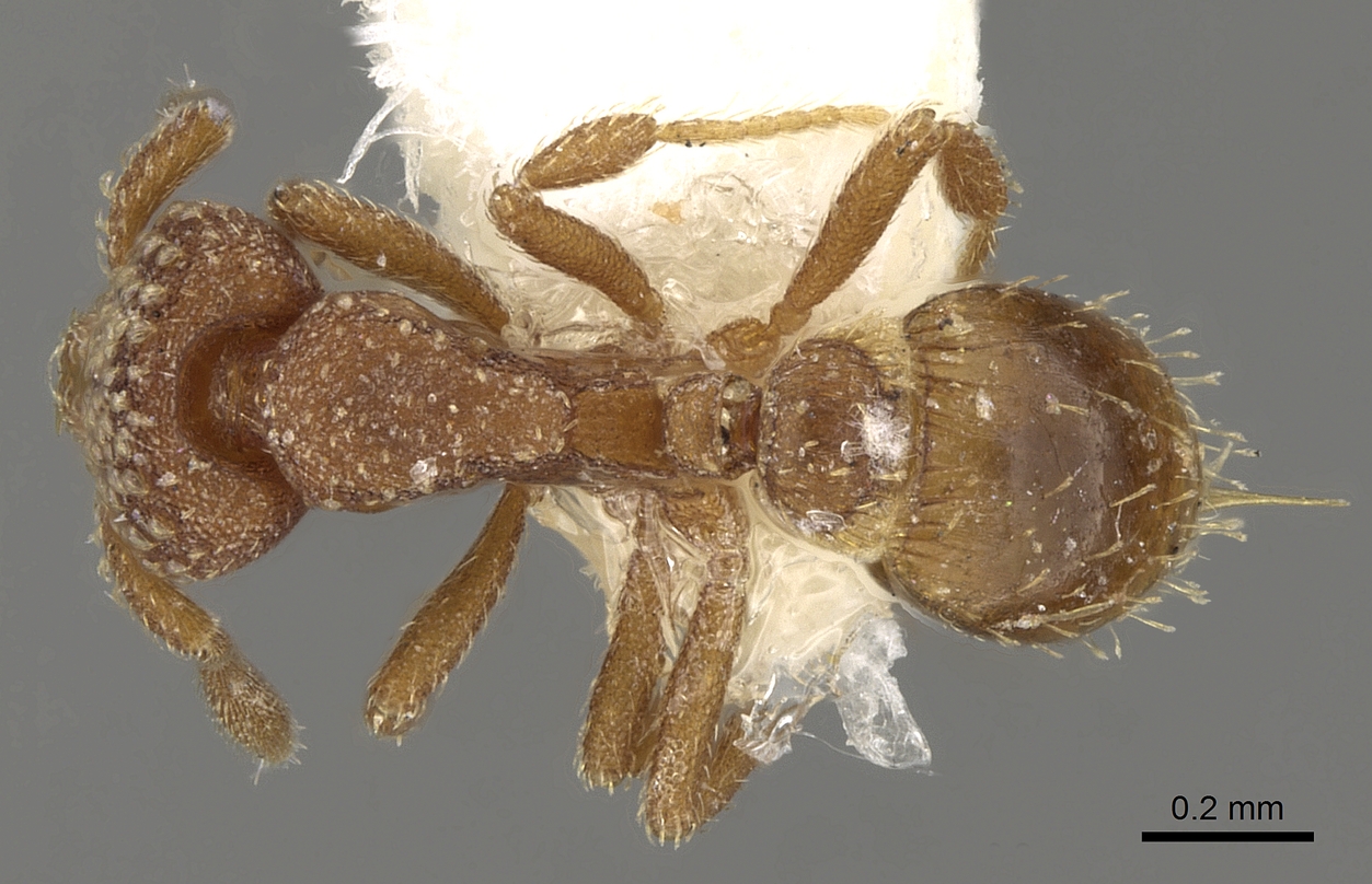 Strumigenys argiola, vista dorsale