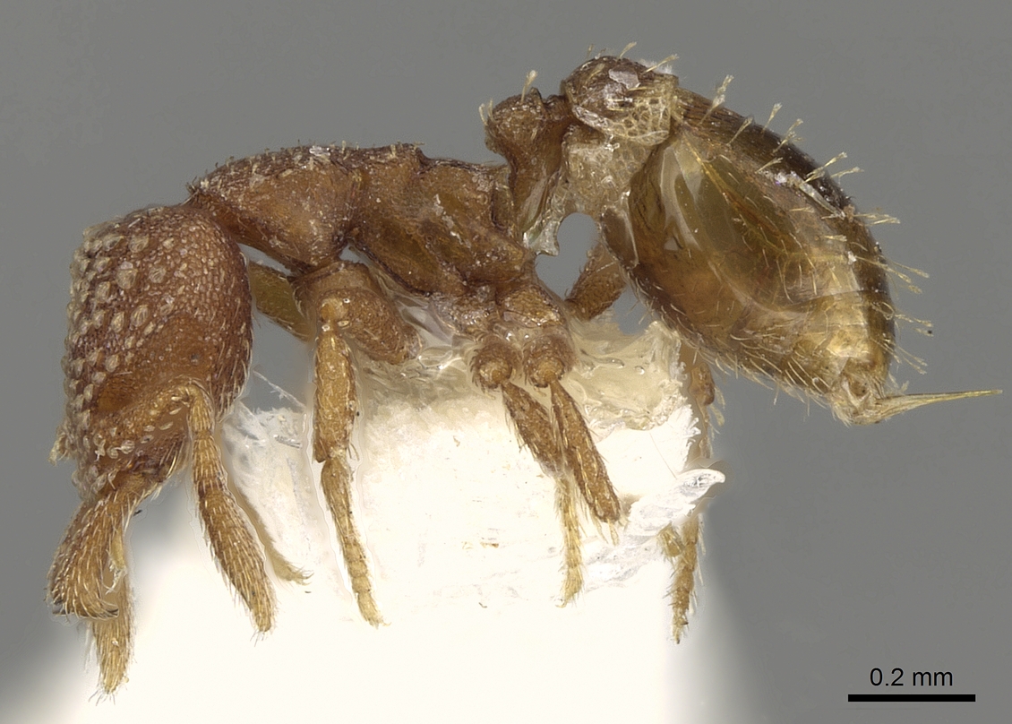 Strumigenys argiola, vista laterale (profilo)