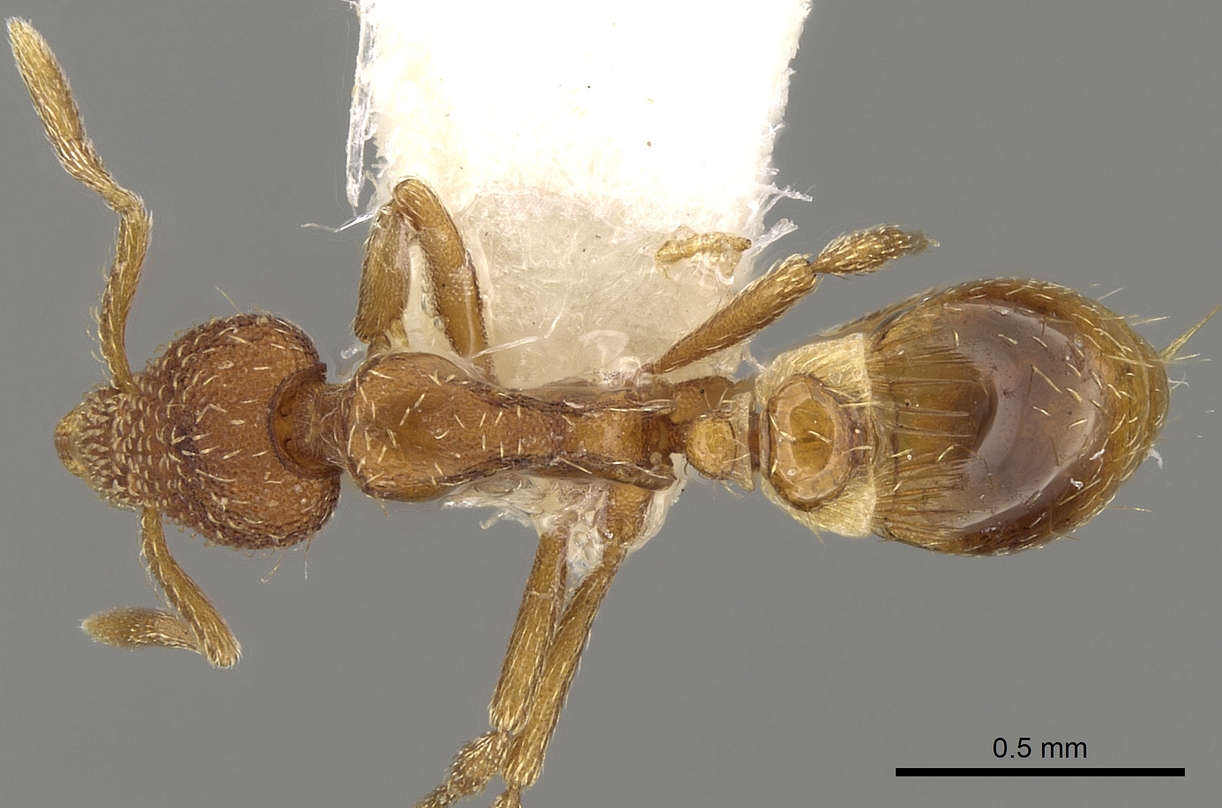 Strumigenys baudueri, vista dorsale