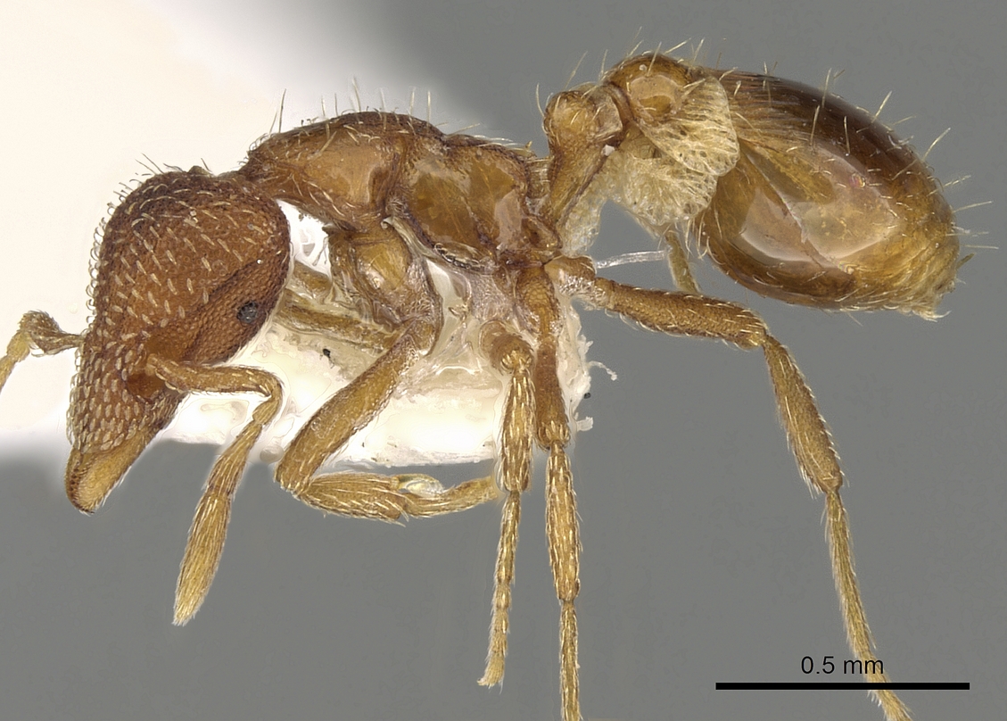 Strumigenys baudueri, vista laterale (profilo)