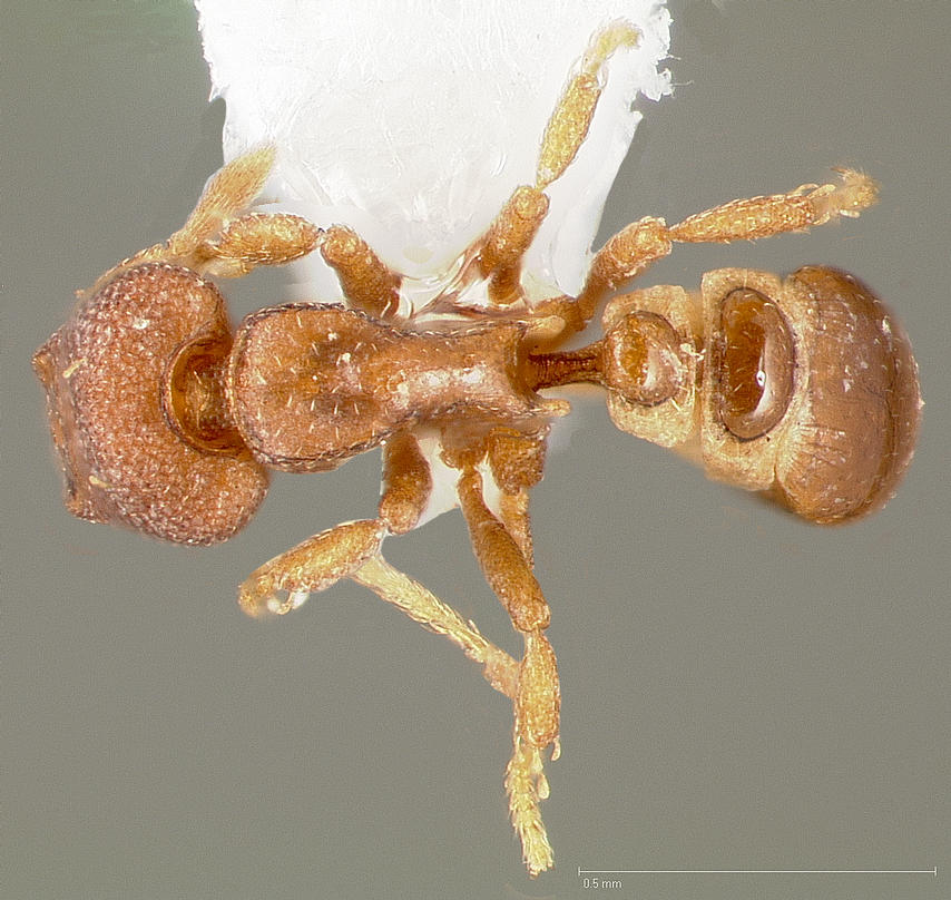 Strumigenys membranifera, vista dorsale