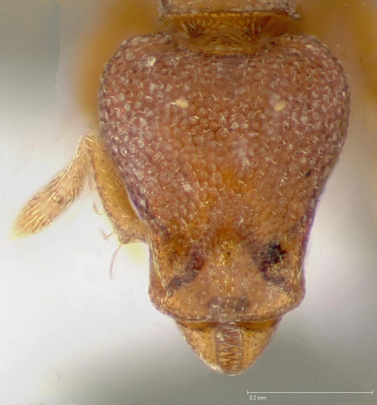 Strumigenys membranifera