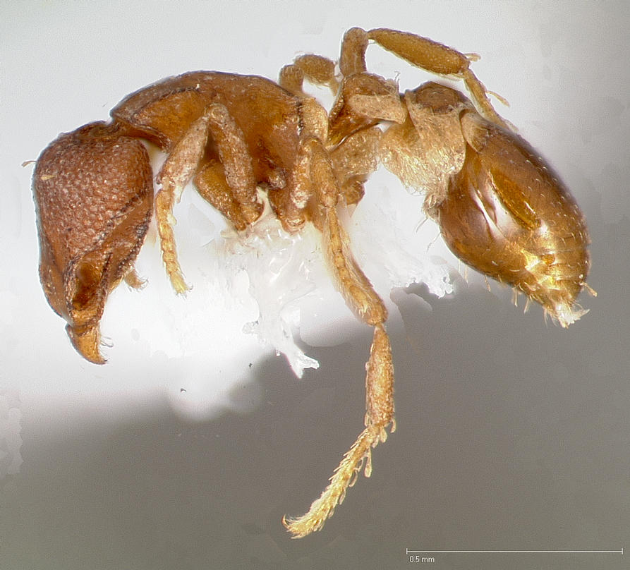 Strumigenys membranifera, vista laterale (profilo)