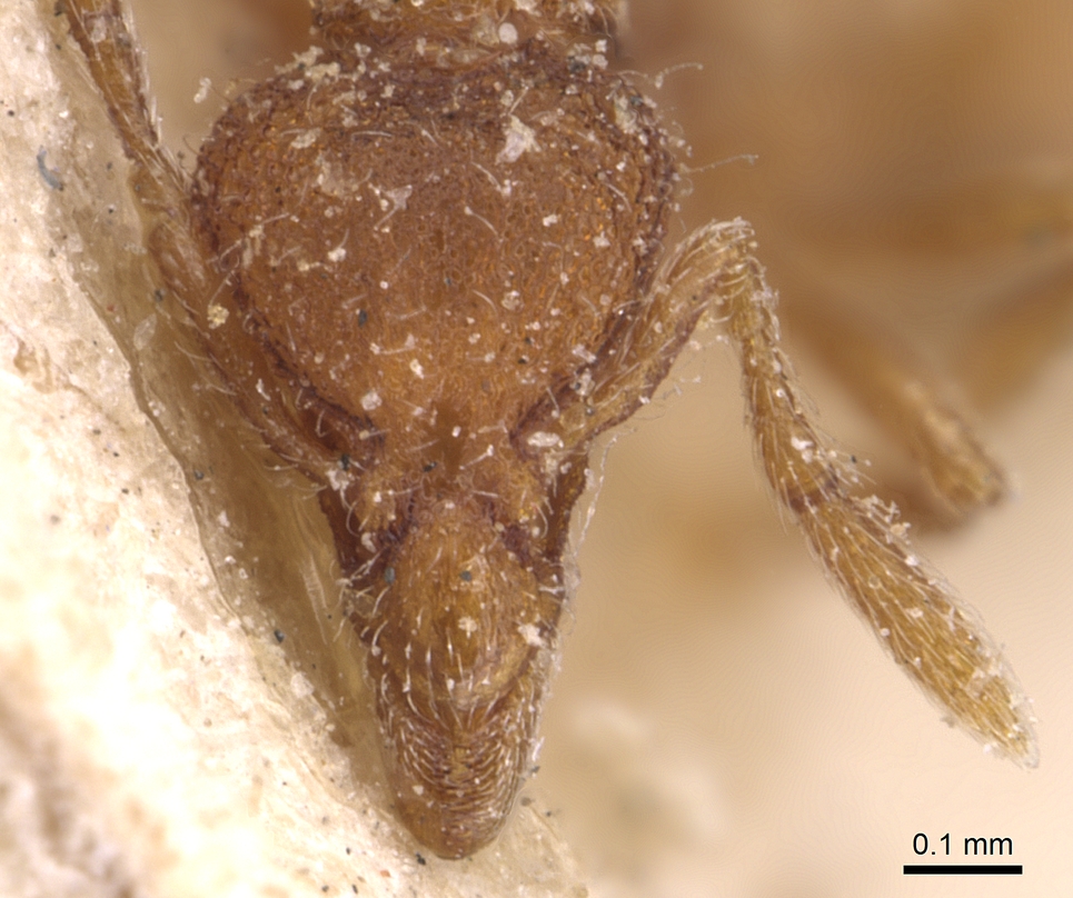 Strumigenys tenuipilis