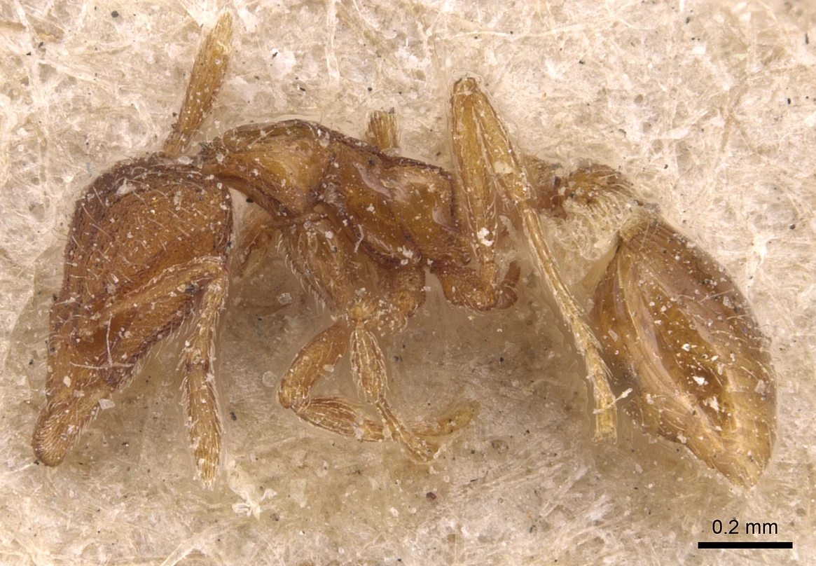 Strumigenys tenuipilis, vista laterale (profilo)