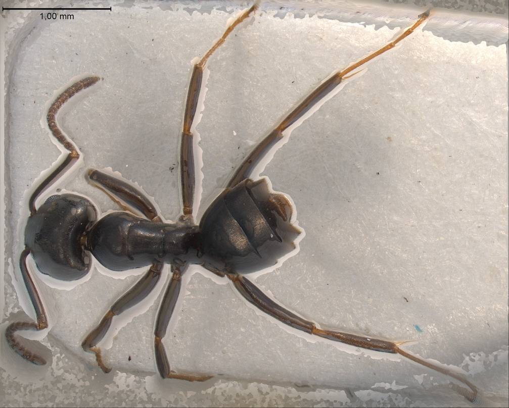 Tapinoma erraticum, vista dorsale