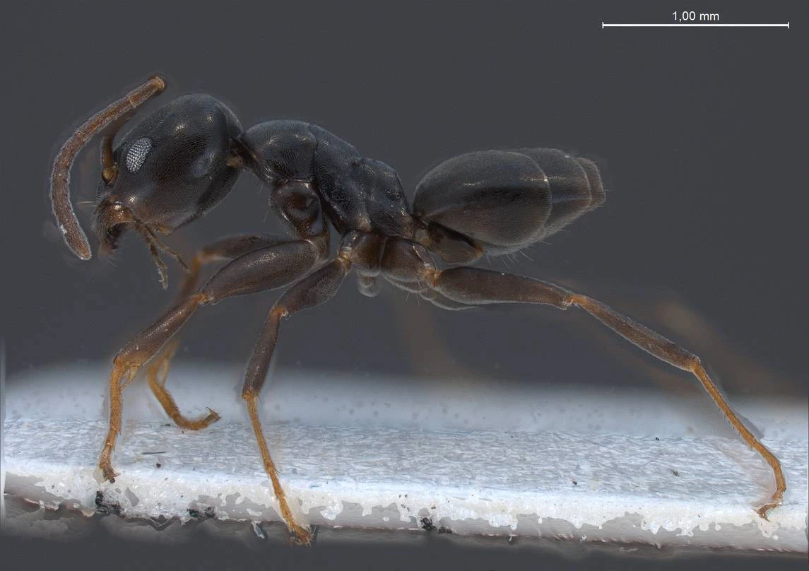 Tapinoma erraticum, vista laterale (profilo)