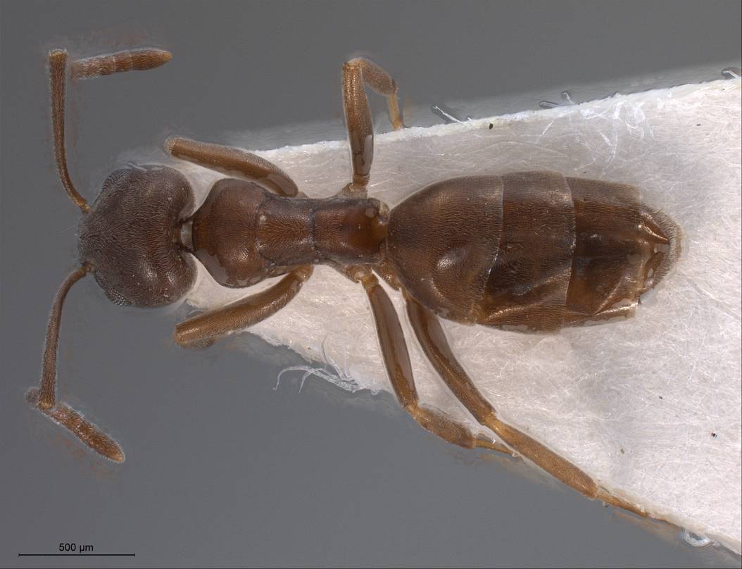 Tapinoma madeirense, vista dorsale