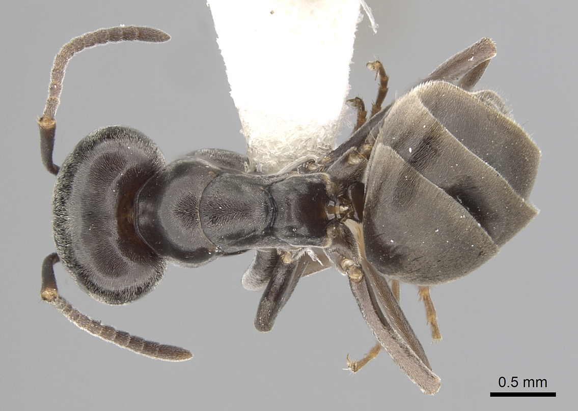 Tapinoma nigerrimum, vista dorsale