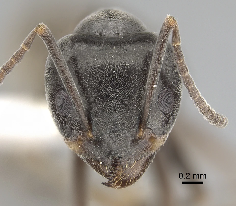 Tapinoma nigerrimum