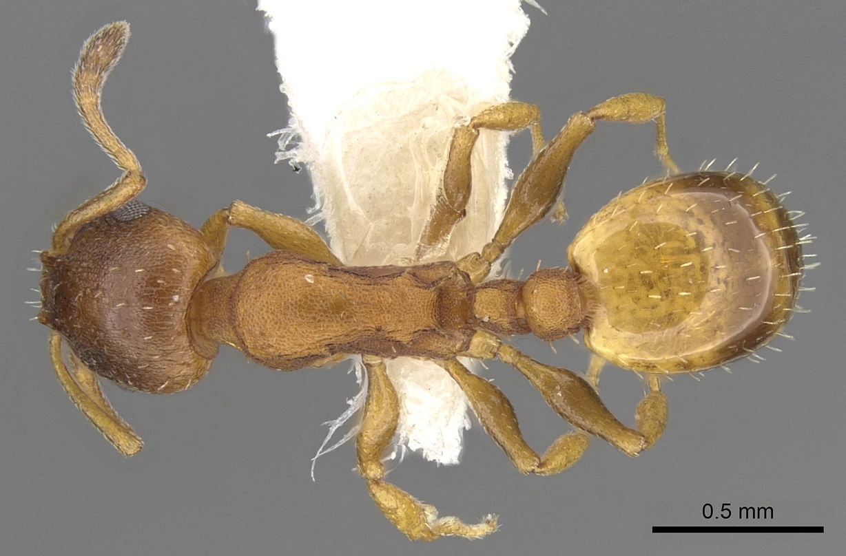 Temnothorax italicus, vista dorsale
