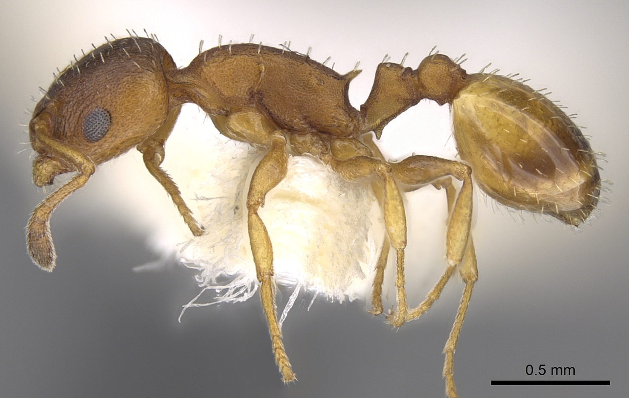 Temnothorax italicus, vista laterale (profilo)