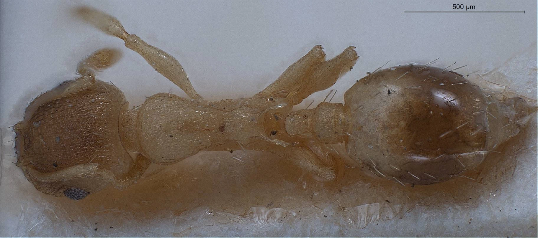 Temnothorax lichtensteini, vista dorsale