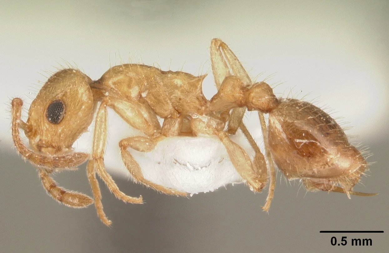 Temnothorax muellerianus, vista laterale (profilo)