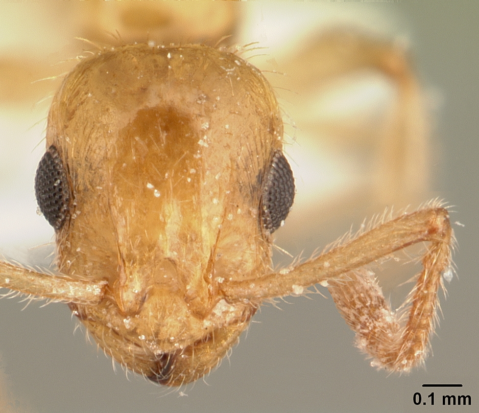 Temnothorax mullerianus