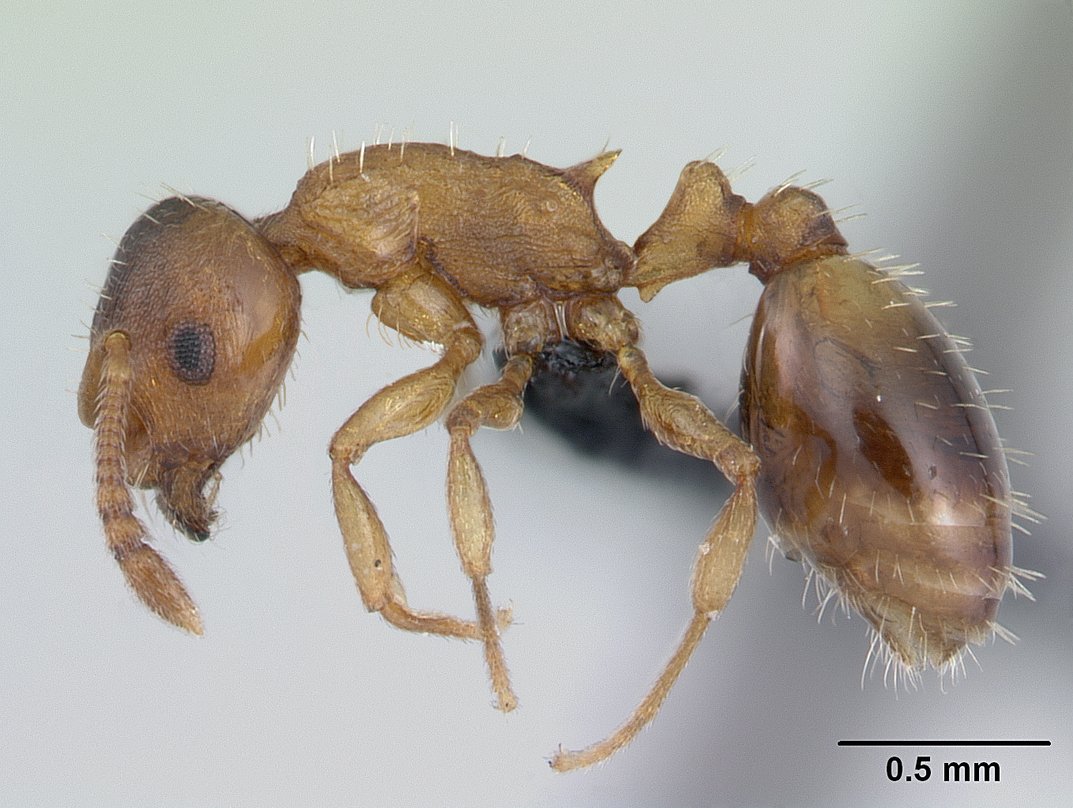 Temnothorax nylanderi, vista laterale (profilo)