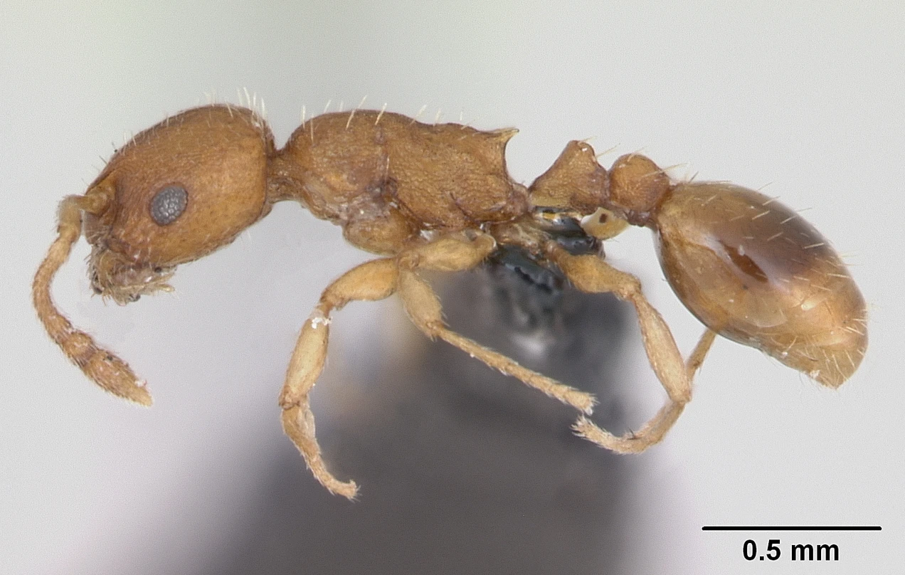 Temnothorax parvulus, vista laterale (profilo)