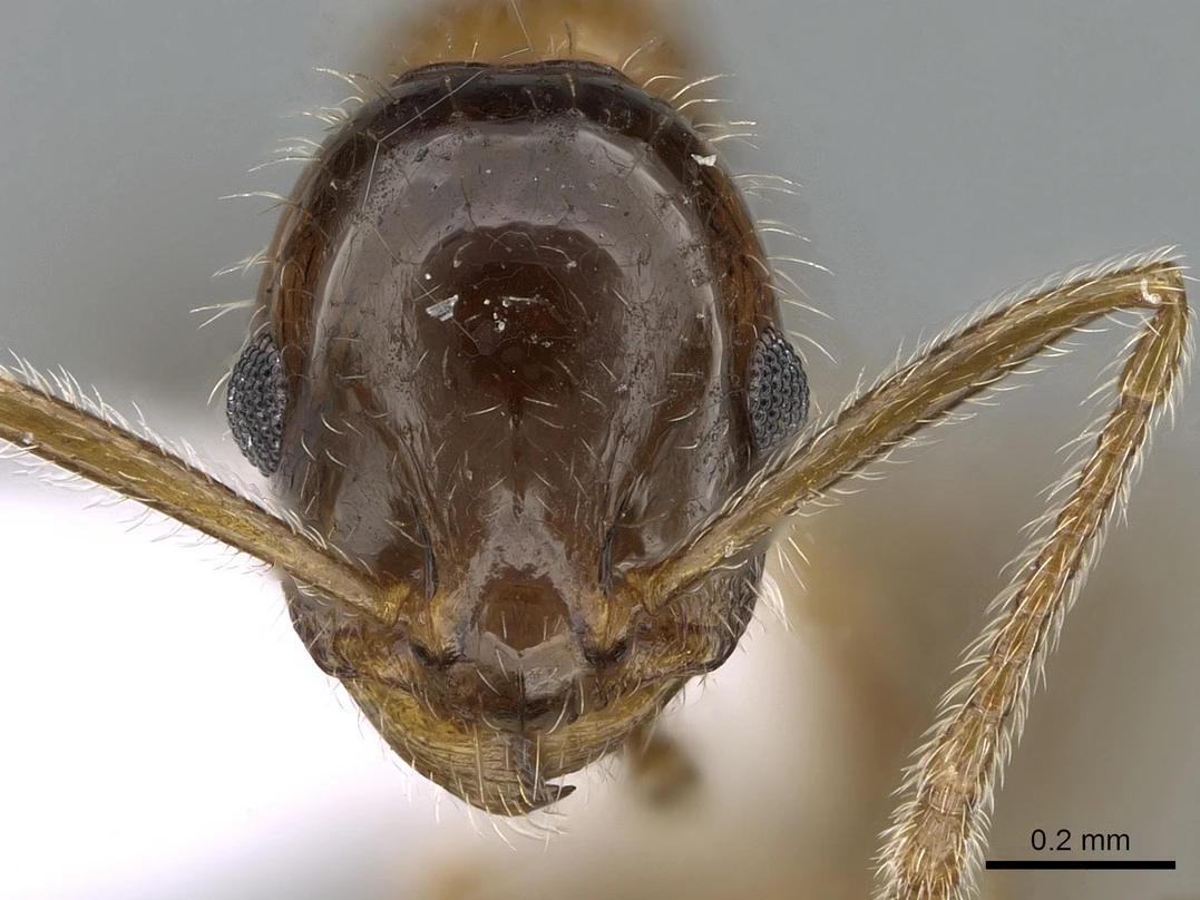 Temnothorax recedens
