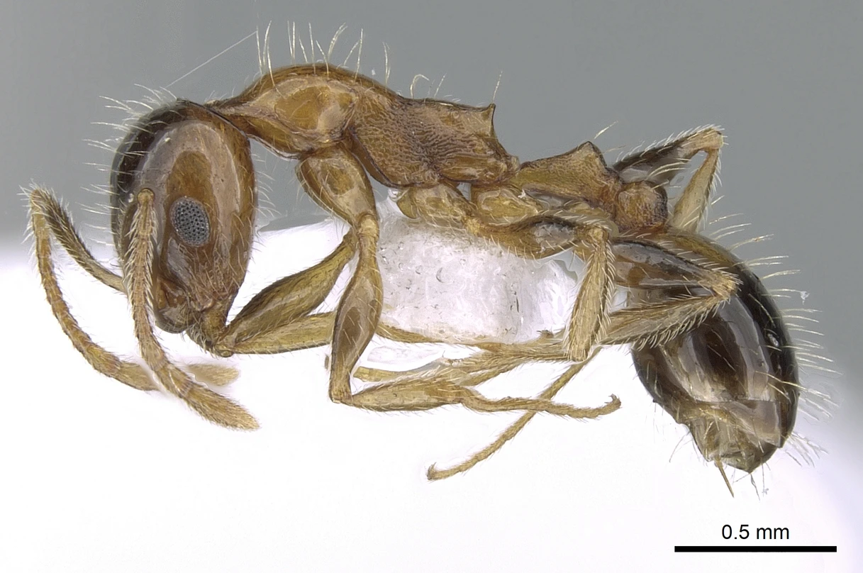 Temnothorax recedens, vista laterale (profilo)