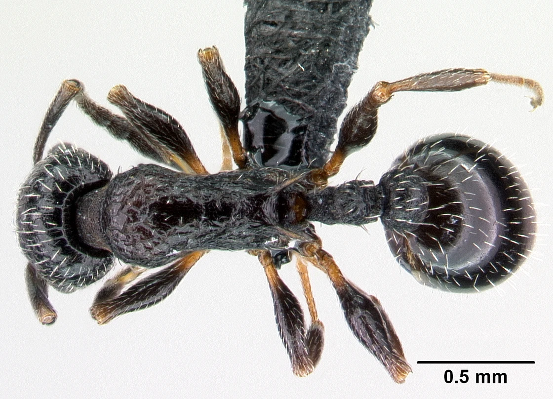Temnothorax rottenbergii, vista dorsale