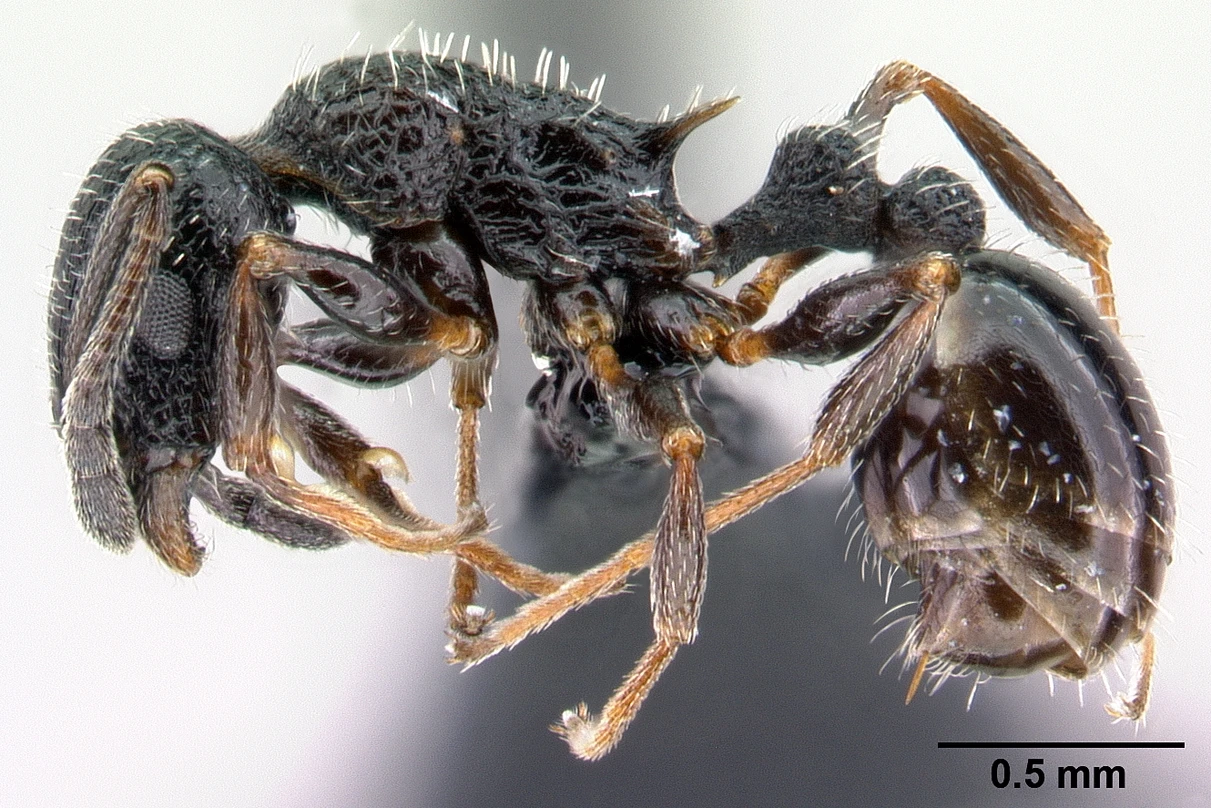 Temnothorax rottenbergii, vista laterale (profilo)