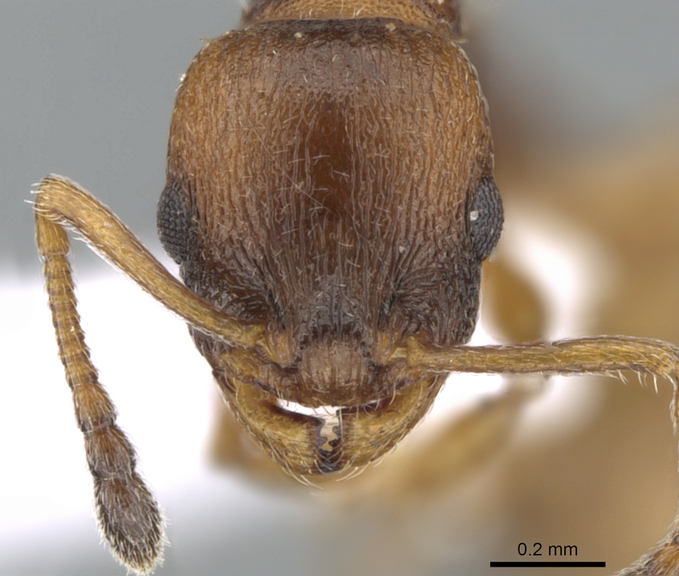 Temnothorax tuberum