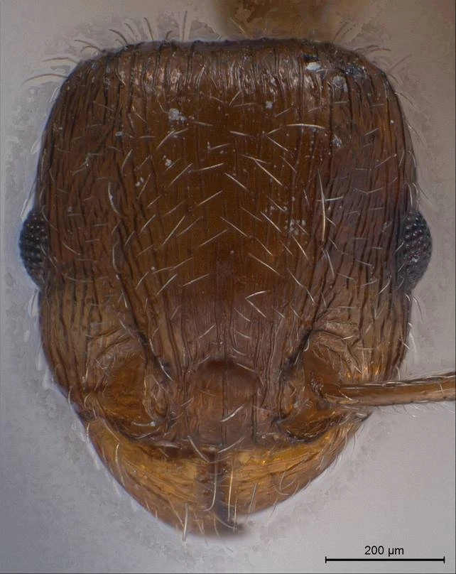 Tetramorium caespitum
