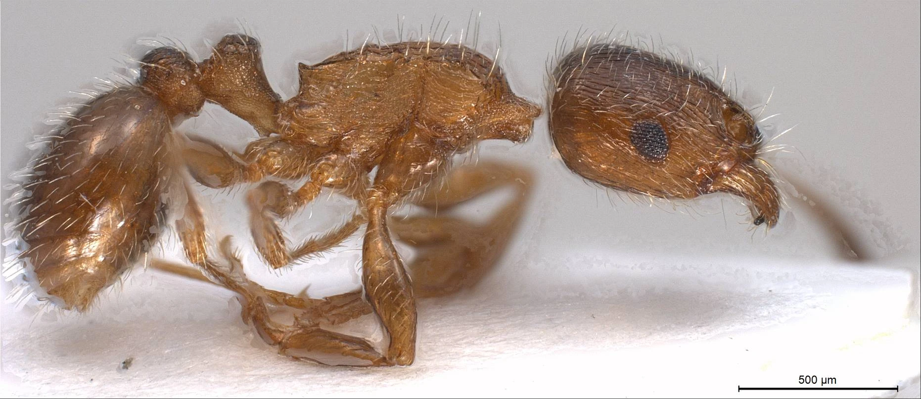 Tetramorium caespitum, vista laterale (profilo)