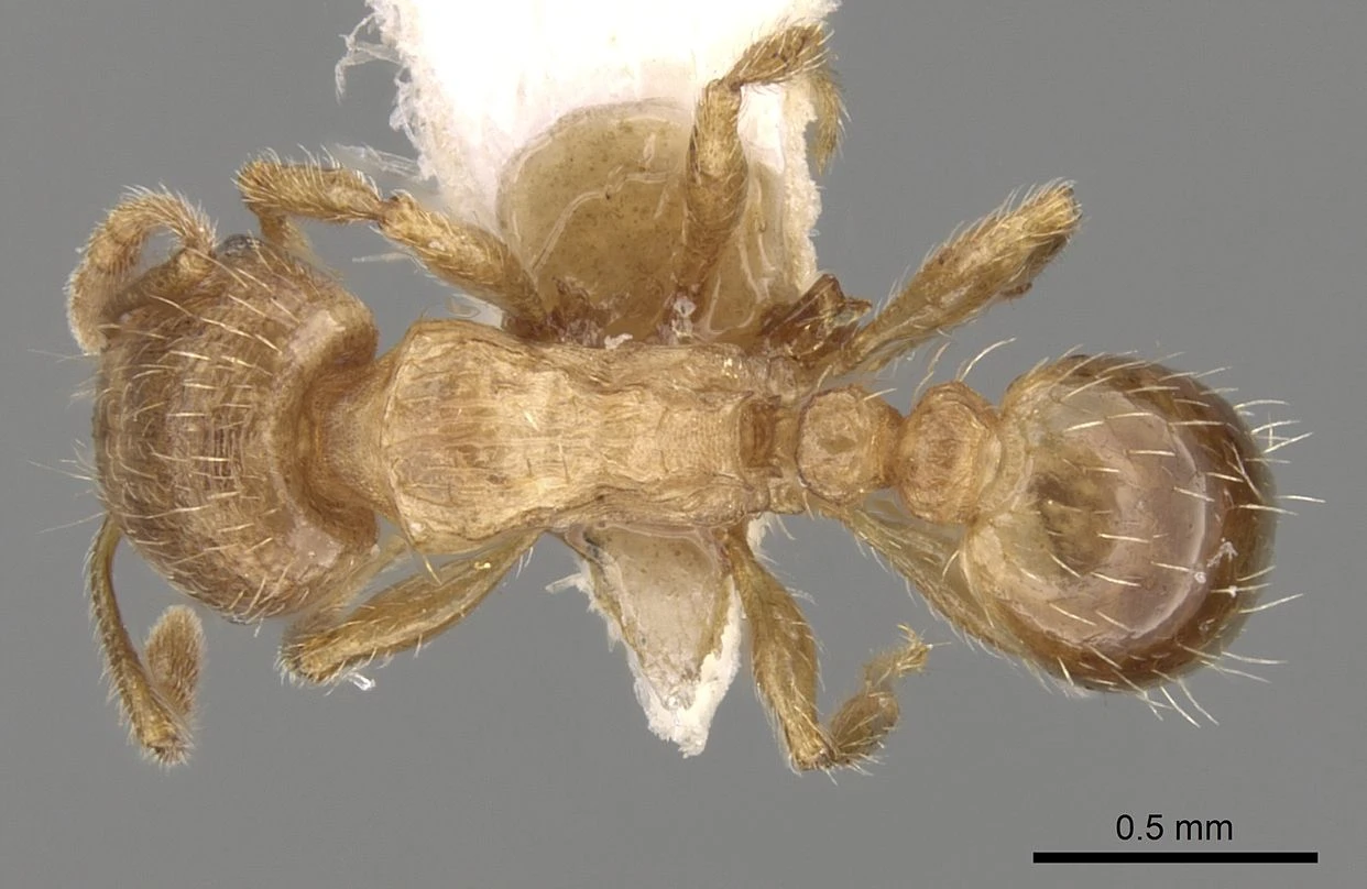 Tetramorium meridionale, vista dorsale