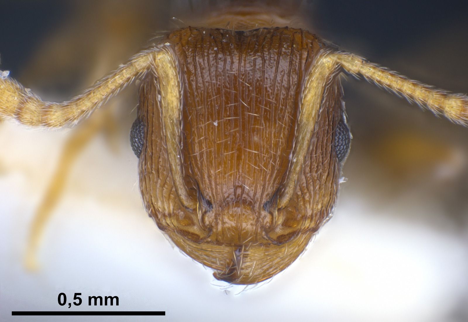 Tetramorium moravicum