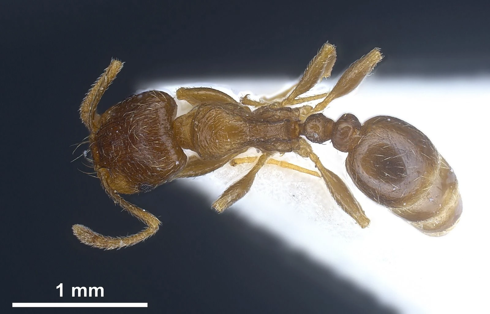 Tetramorium semilaeve, vista dorsale
