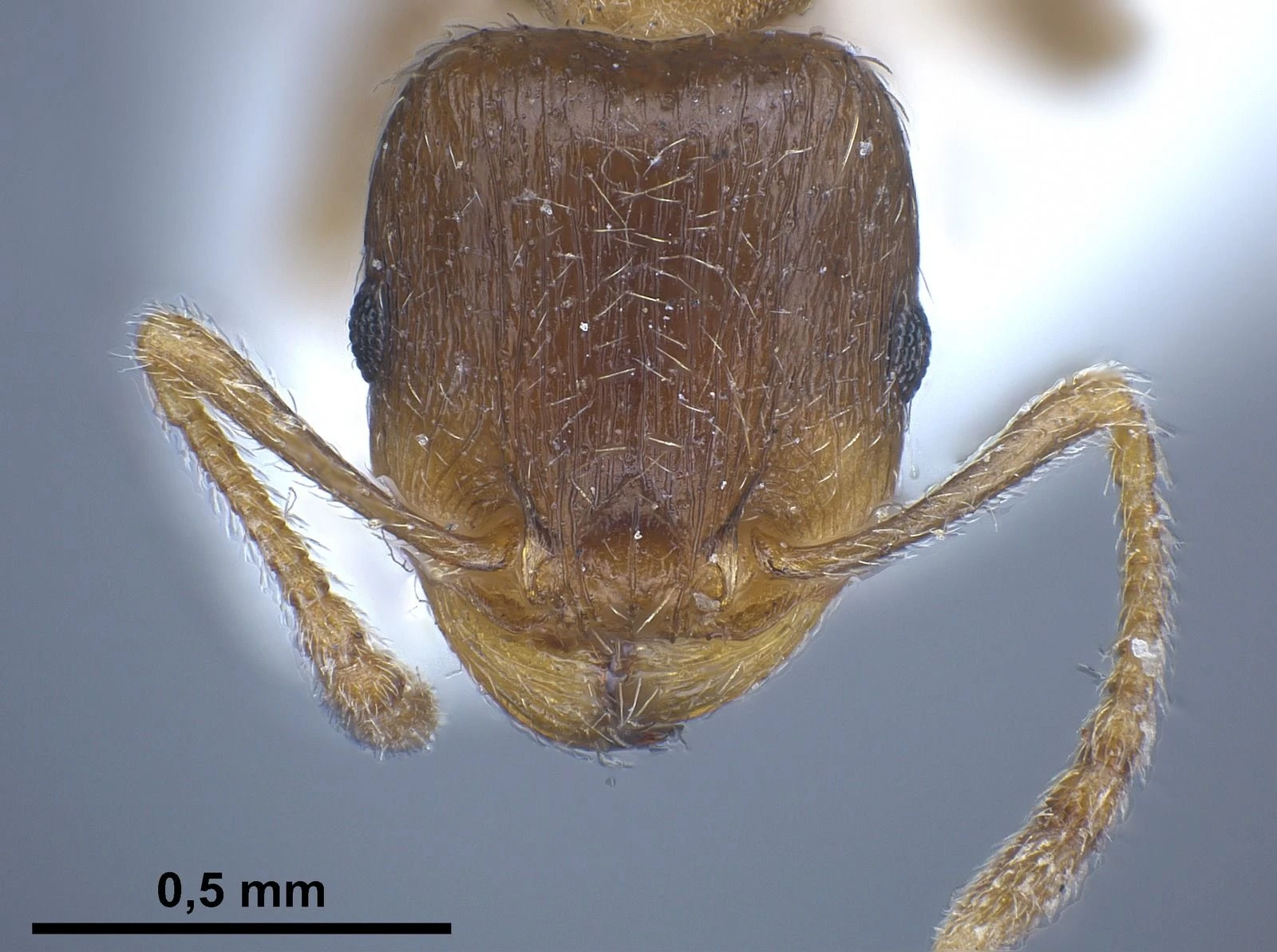 Tetramorium semilaeve